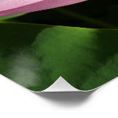 ピンク蓮の花IV ポスター (コーナー)