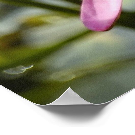 ピンク蓮 ポスター (角)