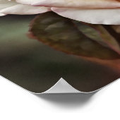 ピンク赤面バラフラワーアート ポスター (角)