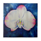 ピンク赤面蘭 タイル (正面)