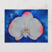 ピンク赤面蘭 ポストカード (正面)