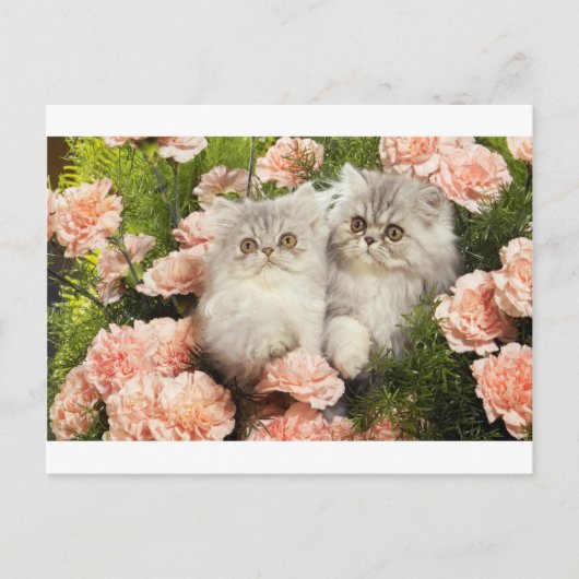 ピンク遊の花を咲かせたペルシャ猫 ポストカード (正面)