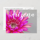 ピンク鮮やかのサボテンの花の花びら，アリゾナ ポストカード (正面/裏面)