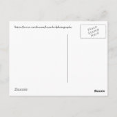 ピンク鮮やかのサボテンの花の花びら，アリゾナ ポストカード (裏面)