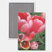 ピンク鮮やかのチューリップ写真 マグネット (正面/裏面)