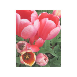 ピンク鮮やかのチューリップ メタルプリント