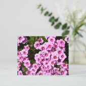 ピンク鮮やかの花壇の花 ポストカード (スタンド正面)