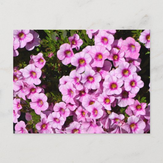ピンク鮮やかの花壇の花 ポストカード (正面)