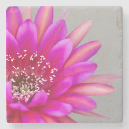 ピンク鮮やかサボテンの花花びら ストーンコースター