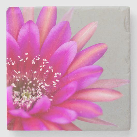 ピンク鮮やかサボテンの花花びら ストーンコースター (正面)