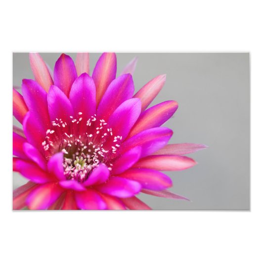 ピンク鮮やかサボテンの花花びら フォトプリント            (正面)