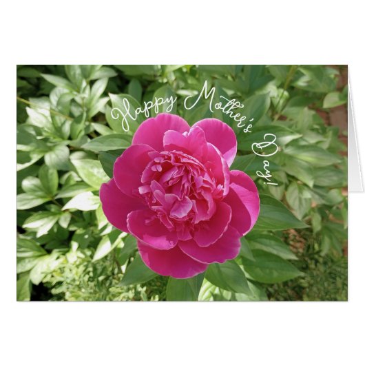 ピンク鮮やか牡丹の花の母の日カード (正面横)