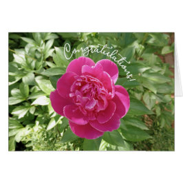 ピンク鮮やか牡丹の花祝いカード