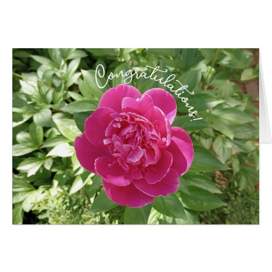 ピンク鮮やか牡丹の花祝いカード (正面横)