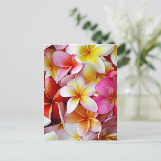 ピンク黄色の白の混合プルメリア花 ポストカード (スタンド正面)
