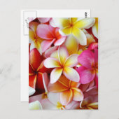 ピンク黄色の白の混合プルメリア花 ポストカード (正面/裏面)