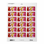 ピンク黄色の白の混合プルメリア花 ラベル (フルシート)