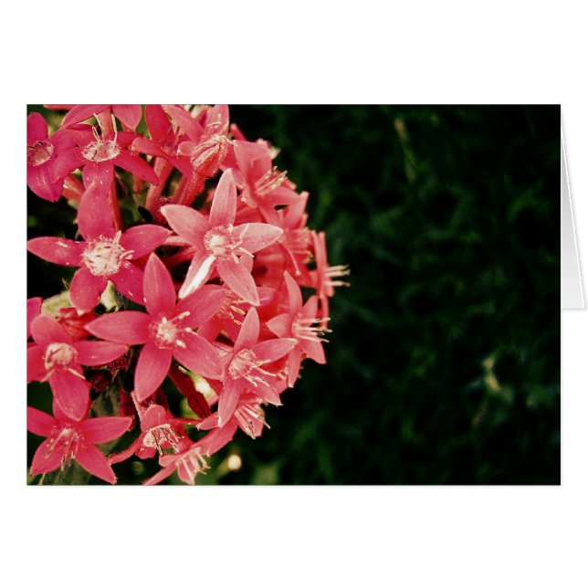 ピンク (正面横)