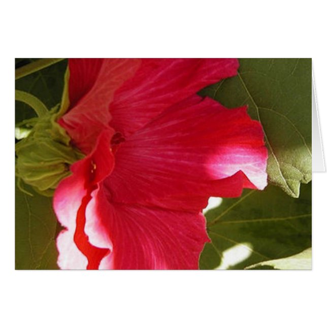 ピンク (正面横)