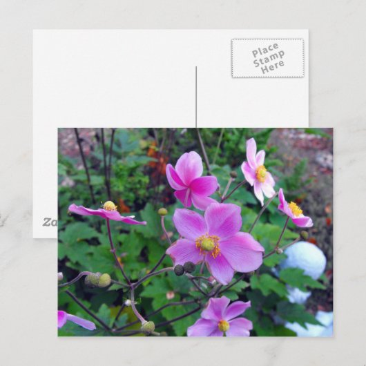 ピンク・アネモネス ポストカード (正面/裏面)