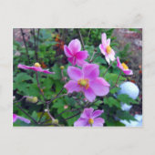 ピンク・アネモネス ポストカード (正面)