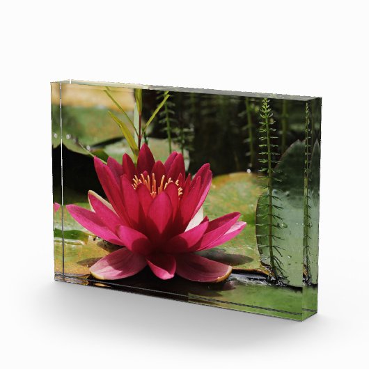 ピンク·ウォーター·リリー フォトブロック (右)