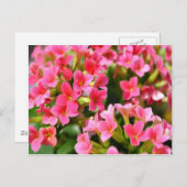 ピンク・カランチョス ポストカード (正面/裏面)