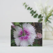 ピンク·ディアンサス ポストカード (スタンド正面)