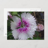 ピンク·ディアンサス ポストカード (正面/裏面)