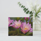 ピンク・パープル・ウォーター・ユリーの葉書 ポストカード (スタンド正面)