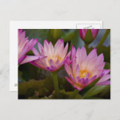 ピンク・パープル・ウォーター・ユリーの葉書 ポストカード (正面/裏面)