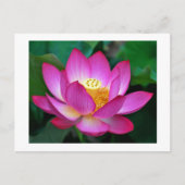 ピンク パープル ロータス フラワー ブランク フラワーポストカード ポストカード (正面)