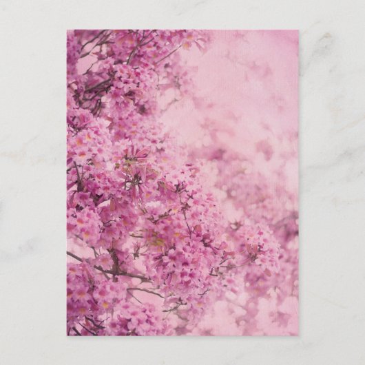 ピンク(ピンク) ポストカード (正面)