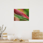 ピンク フラミンゴ ヘリコニア (Heliconia chartacea) ポスター (キッチン)