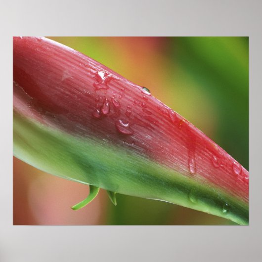ピンク フラミンゴ ヘリコニア (Heliconia chartacea) ポスター (正面)