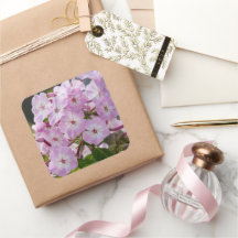 ピンク・フロックス・フラワー、カナダ写真