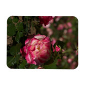 ピンク＆ホワイトローズ マグネット (横)