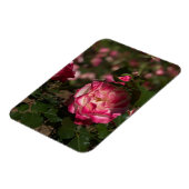 ピンク＆ホワイトローズ マグネット (左側)