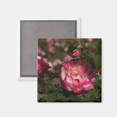ピンク & ホワイト ローズ マグネット (正面/裏面)