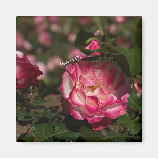 ピンク & ホワイト ローズ マグネット (正面)