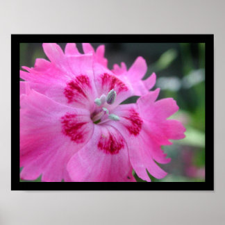 ピンク ポスター