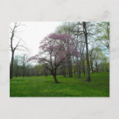 ピンク ポストカード (正面)