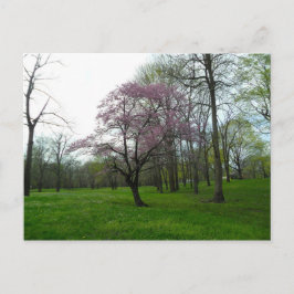 ピンク ポストカード