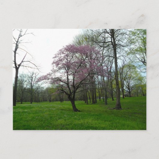 ピンク ポストカード (正面)