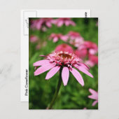 ピンク ポストカード (正面/裏面)