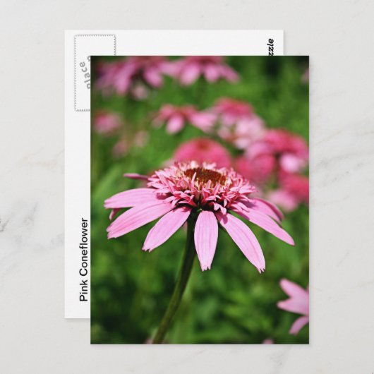 ピンク ポストカード (正面/裏面)