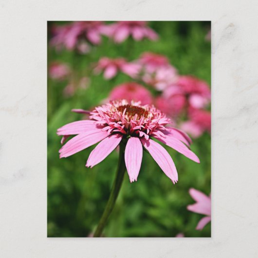 ピンク ポストカード (正面)