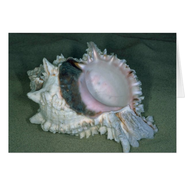 ピンク·ムレックス(Murex erythrostomus)貝 (正面横)