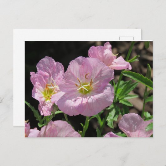 ピンク・メキシコ・プリムローズのはがき ポストカード (正面/裏面)