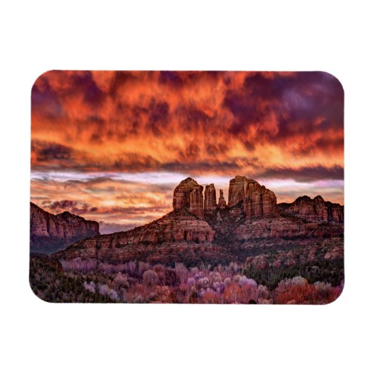 ピンク・モーニング・グローリー マグネット (横)